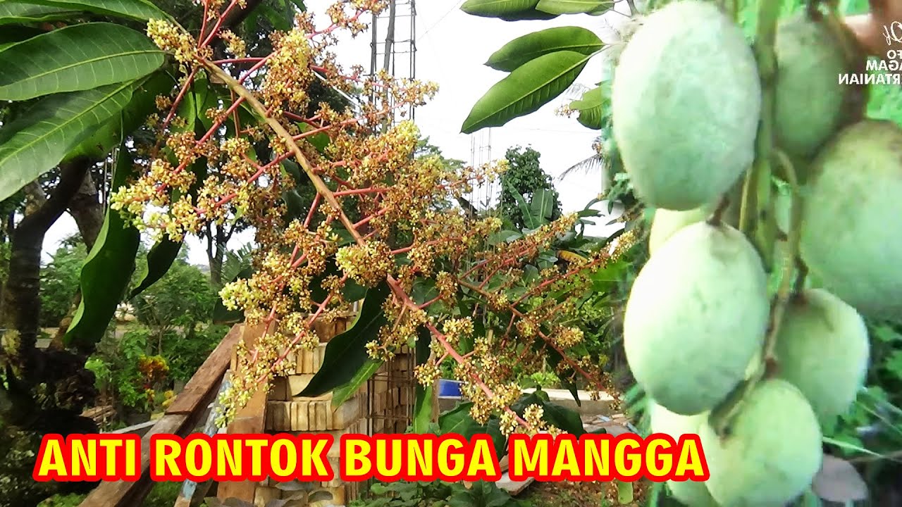 POHON MANGGA BUNGANYA LEBAT  ❓TAPI TIDAK MENGHASILKAN BUAH  INI SOLUSINYA