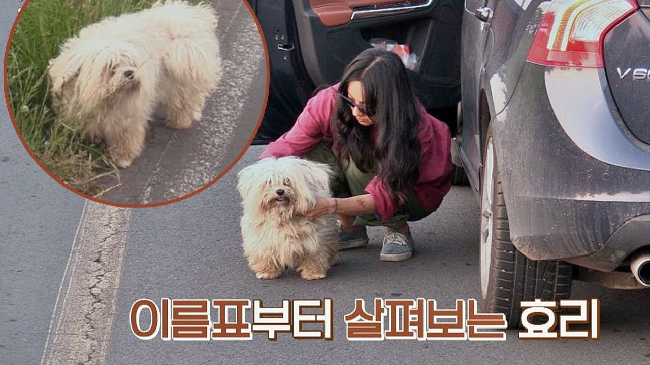 혹시 유기견? 주인 잃은 듯한 강아지에 효리는 걱정 한가득! 효리네 민박 11회