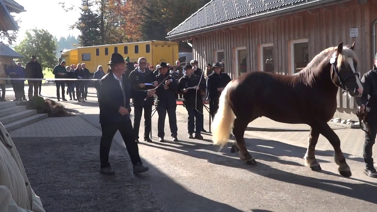 Milan -  Schwarzwälder Kaltblut Hengst - Körung Sankt Märgen 2016