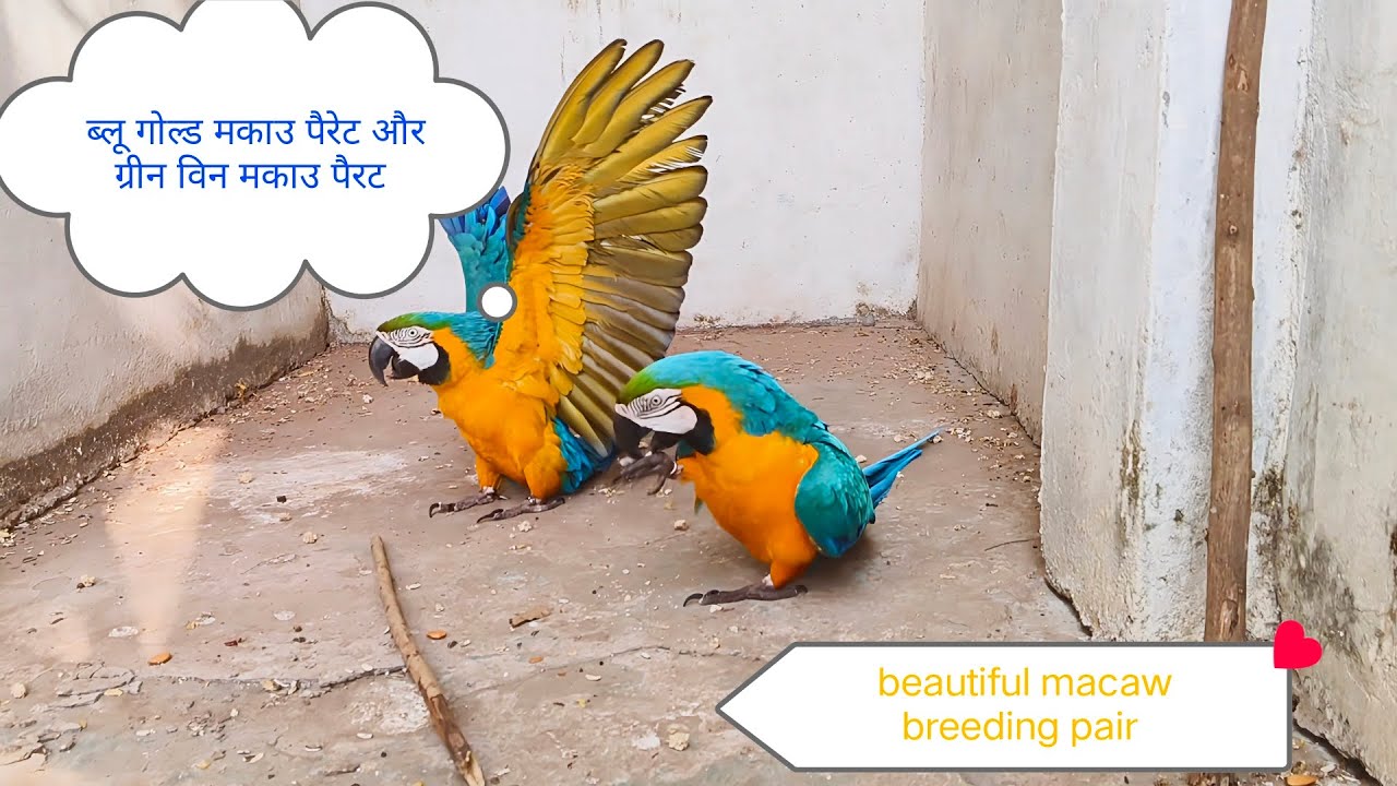 #beautiful macaw breeding pair 