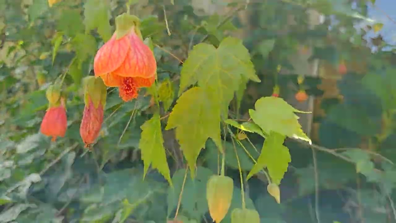 Mostrando as plantinhas da minha cunhada 