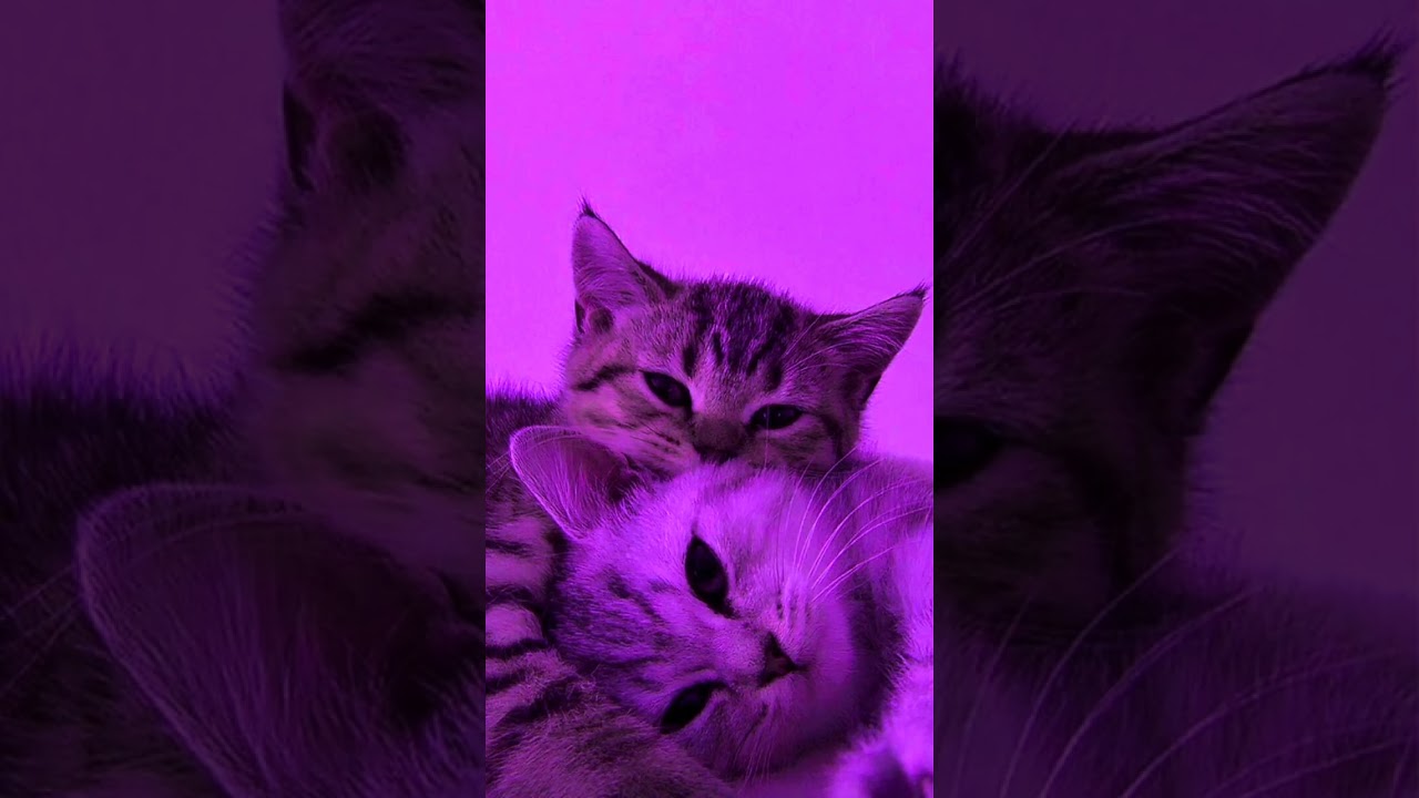 SHAMAN - ТЫ МОЯ (speed up)