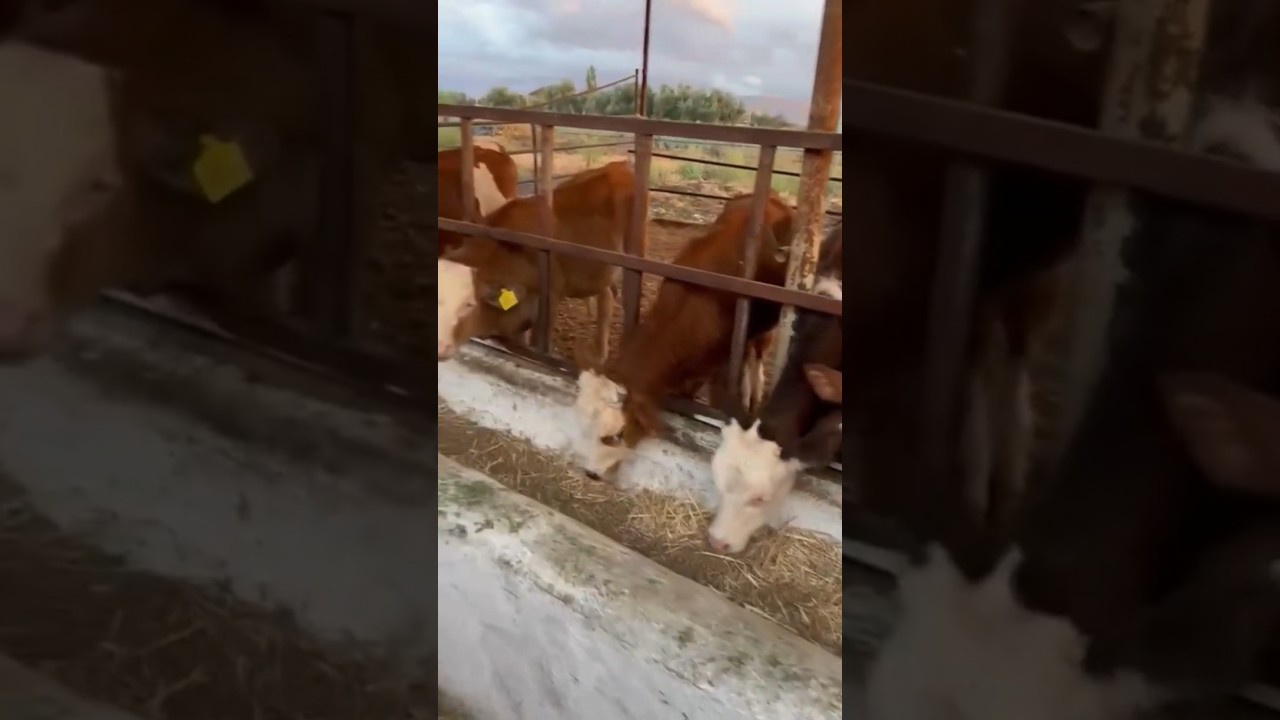 Ahırda Dana ve İneklerin Yem Keyfi 🐄🌾 | Çiftlikte Doğal Anlar 