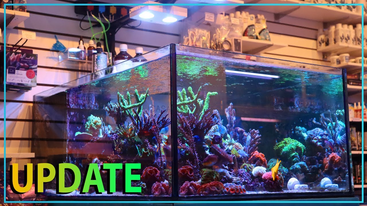 This Saltwater Aquarium Is DIALED IN