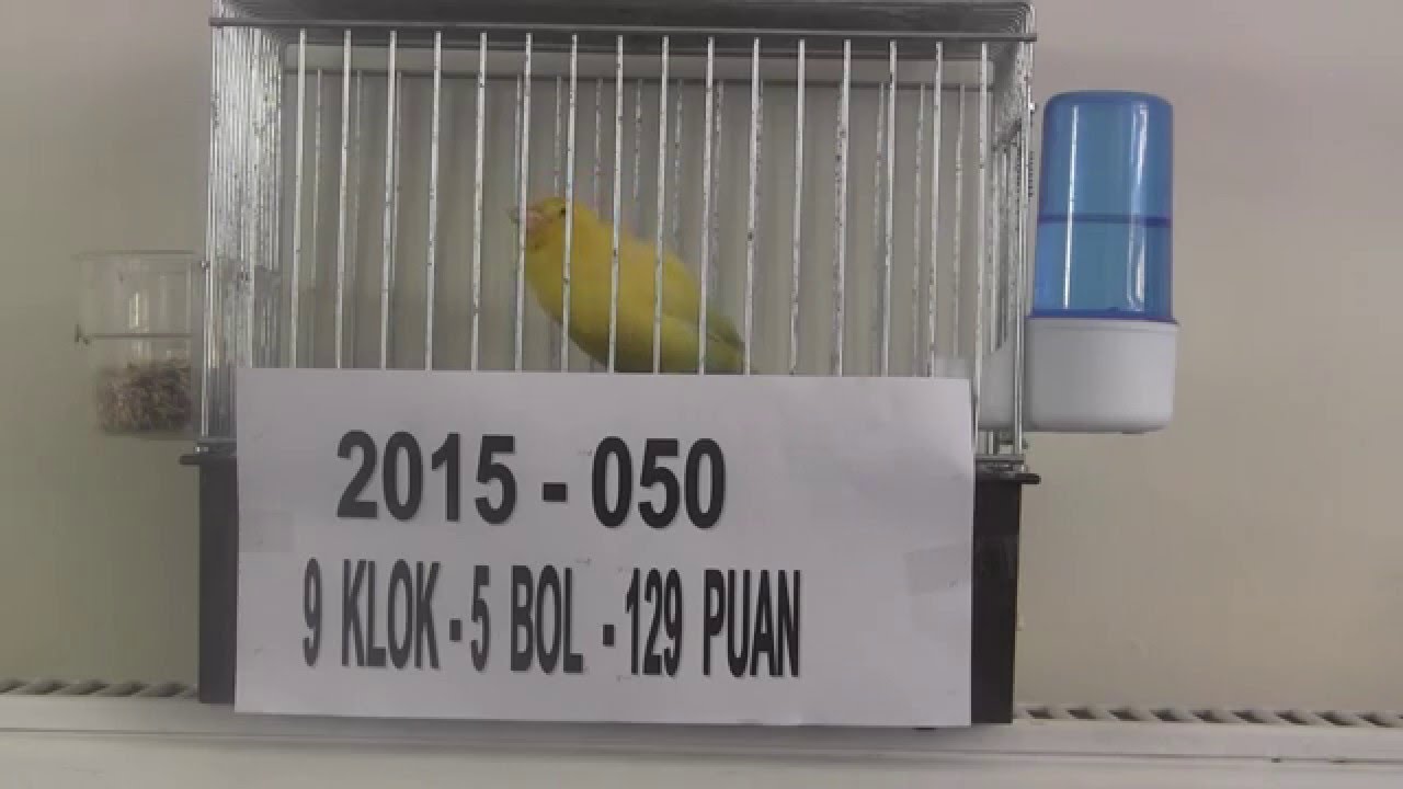 MALİNUA 9 KLOK 050 2015 ÜZEYİR DUMANLI 00613