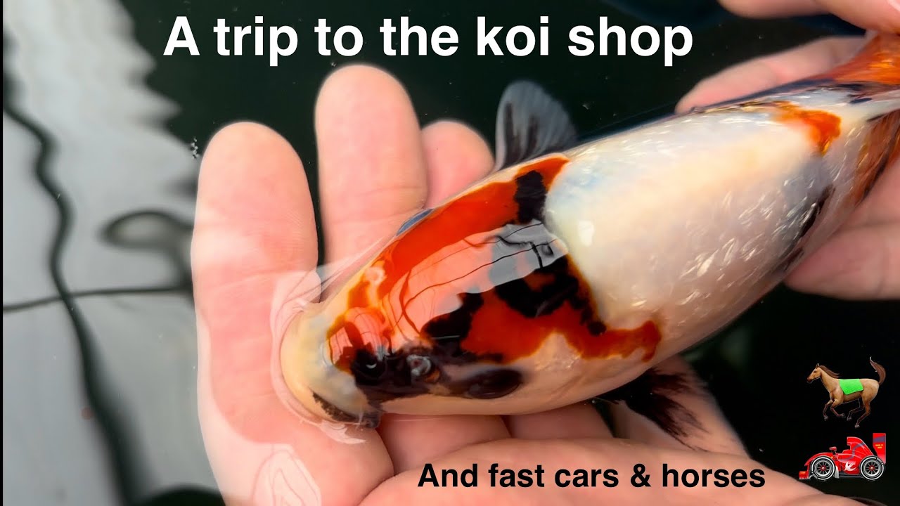 A trip to the koi shop @New-Forest-Koi @LeTwistedOne