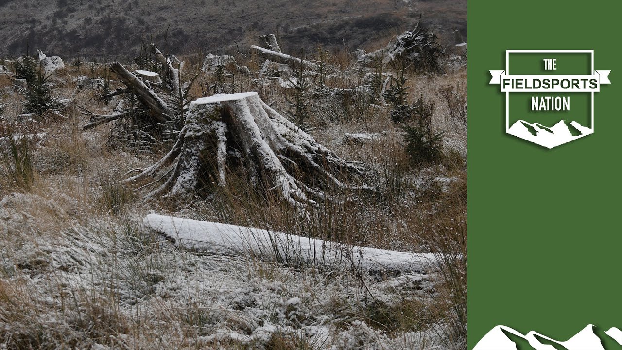 Will tree mania kill Scottish deer stalking?