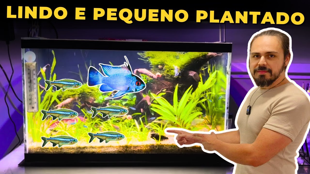 🔴O LINDO AQUÁRIO PLANTADO DO BRUNO |Mr. Betta|