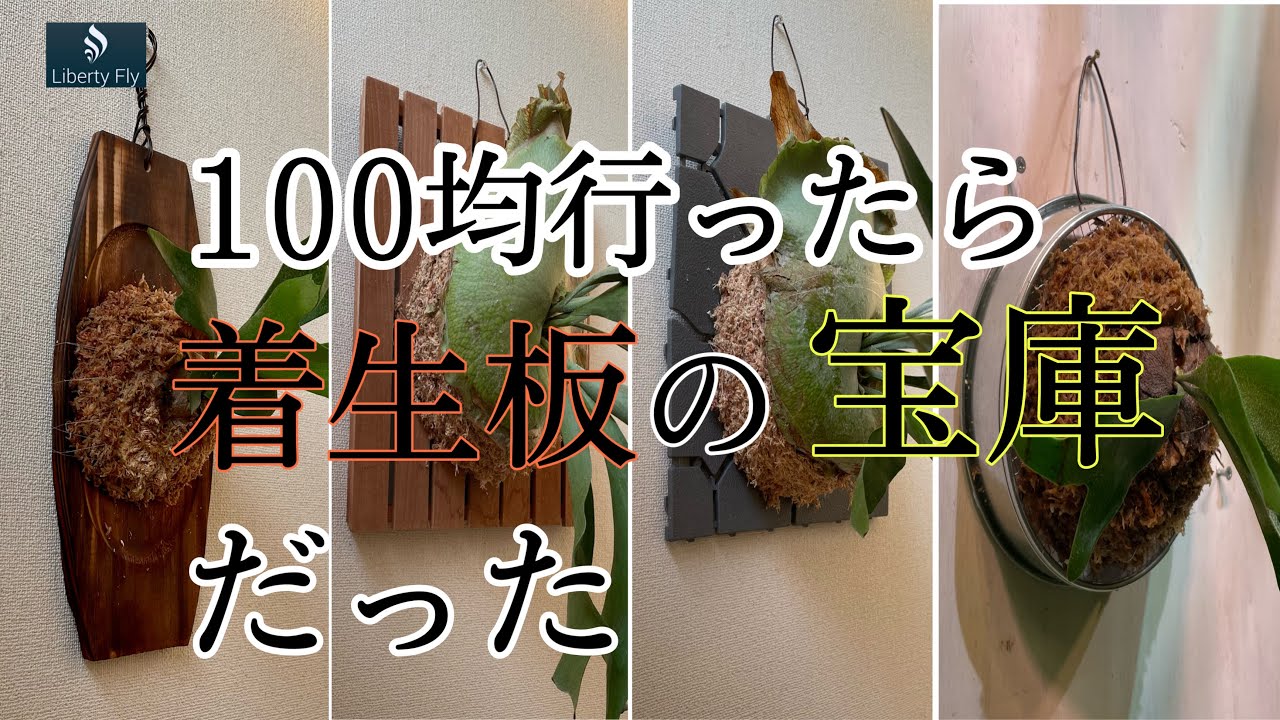 100均で始める着生板！