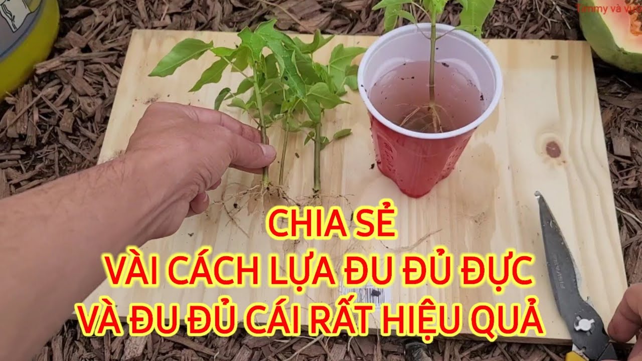 CHIA SẺ VÀI CÁCH LỰA ĐU ĐỦ ĐỰC VÀ ĐU ĐỦ CÁI HIỆU QUẢ NHẤT. Clip #128