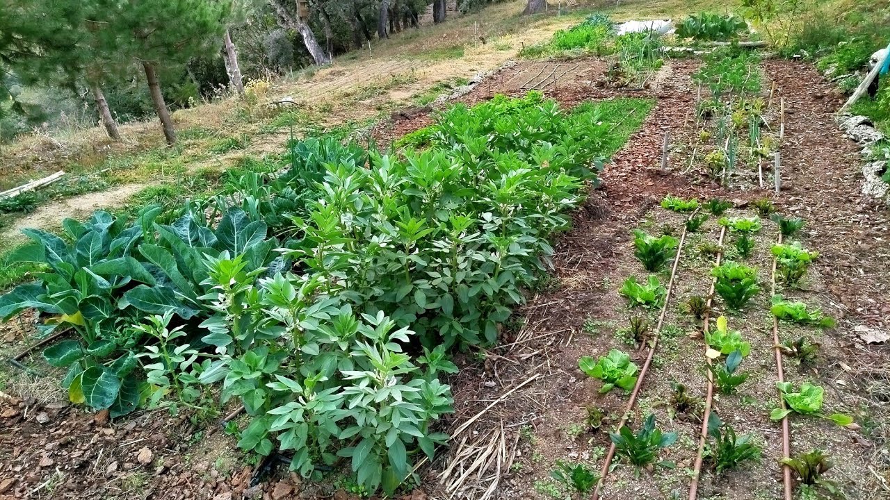 13/12/25 🌾 Actualización Huerta 🧑‍🌾 biointensiva y secano 🙏💖