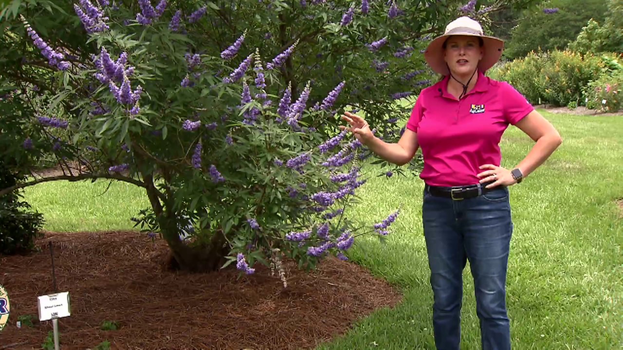 Shoal Creek vitex gives shade and beautiful blooms