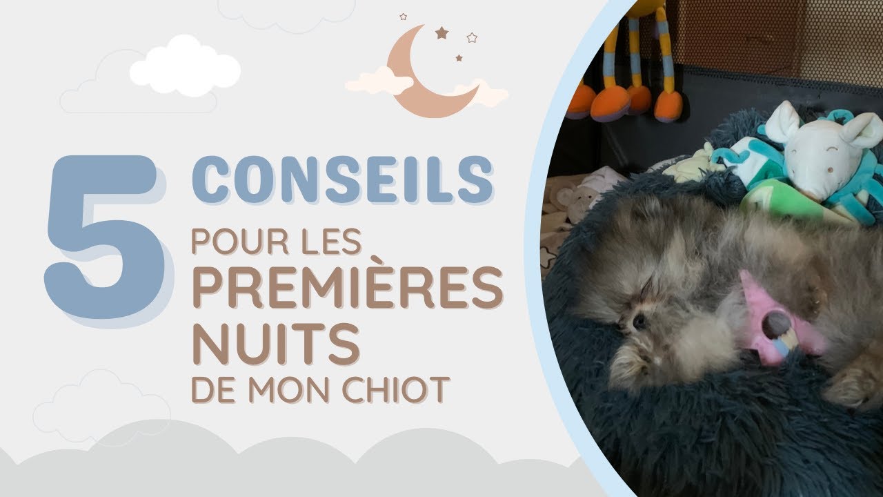 🐶 Comment préparer la première nuit de mon chiot ? 🐾 : ✦ 100% #POMERANIAN