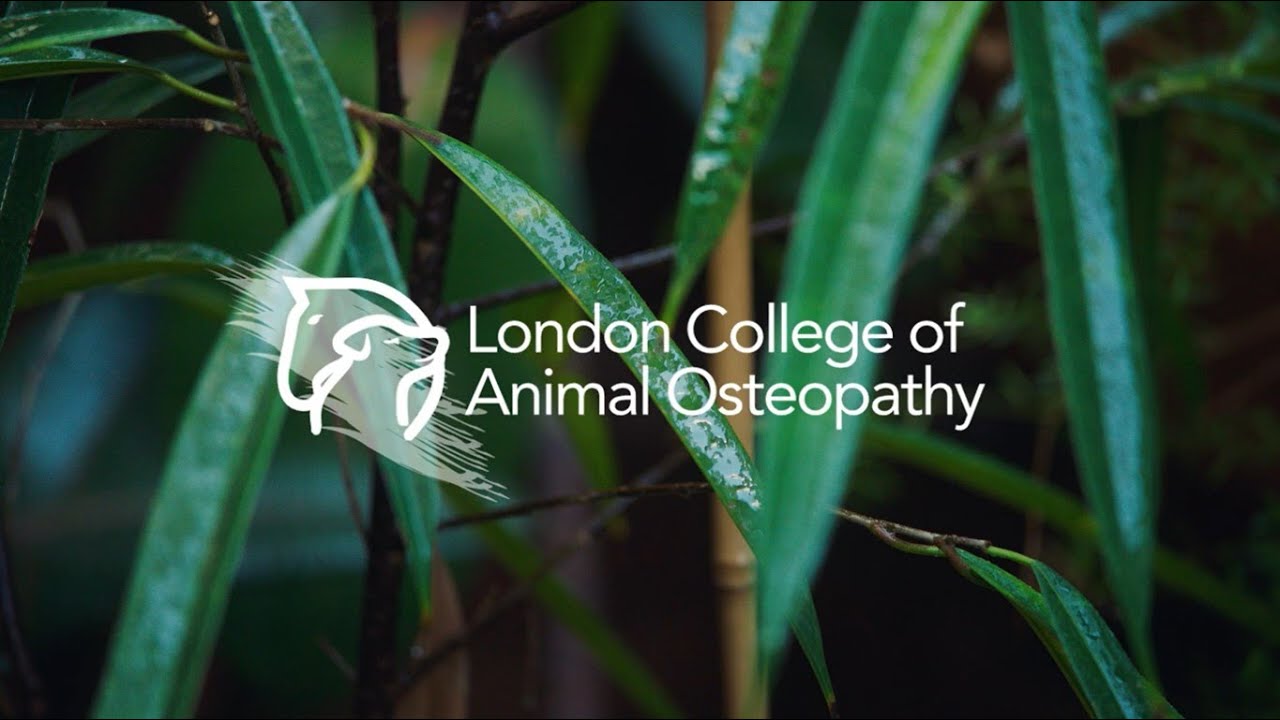 Meet a Canine Osteopath
