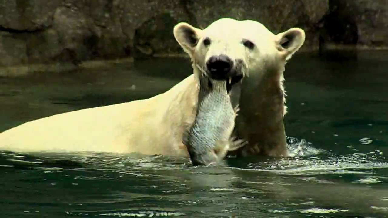Polar Bear Feeding Frenzy-Cincinnati Zoo