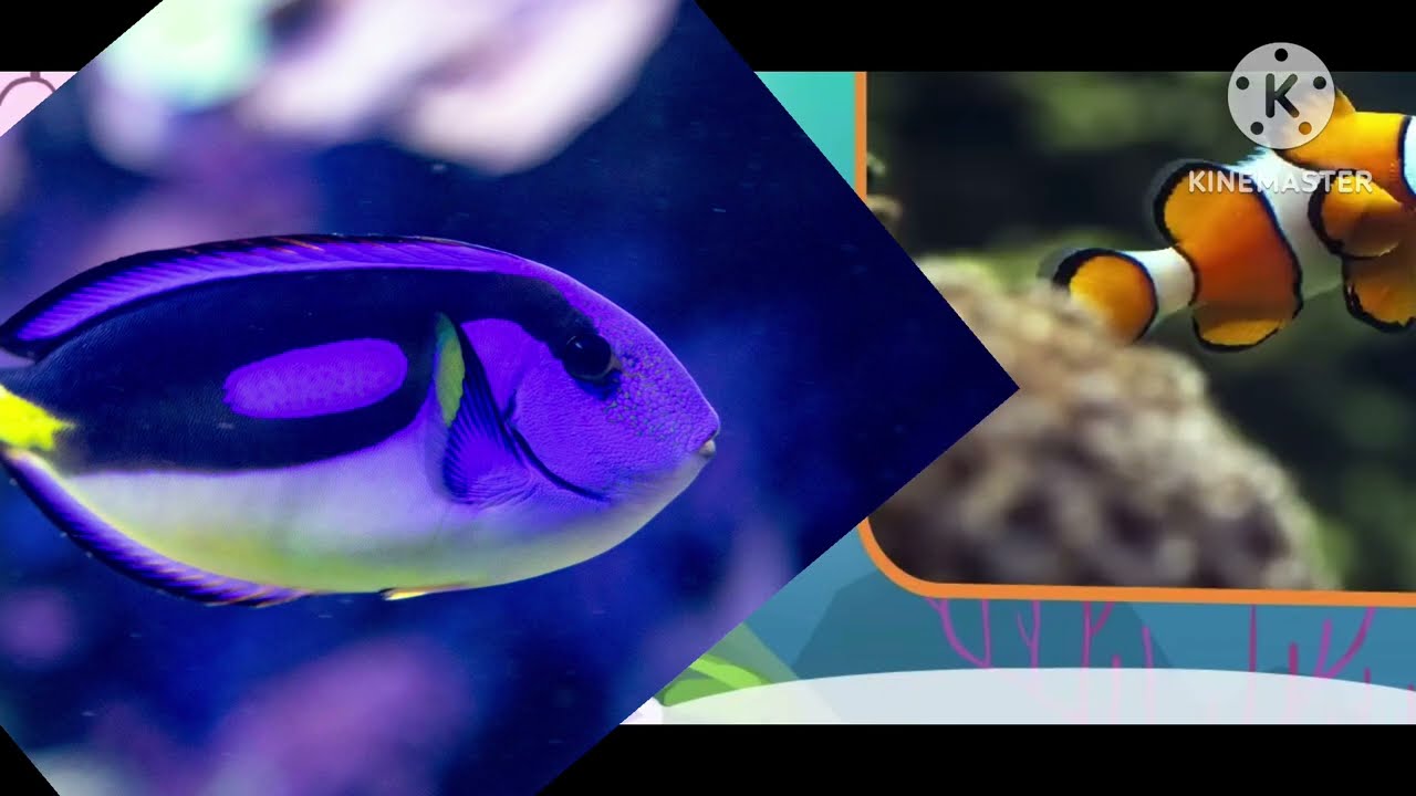 Meet The Animals Bluetang