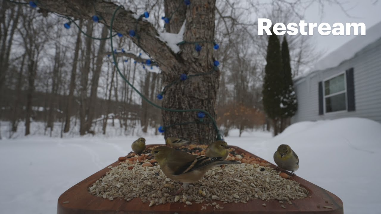 Bird Feeding!