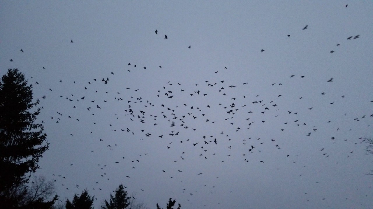 Huge murder of crows!