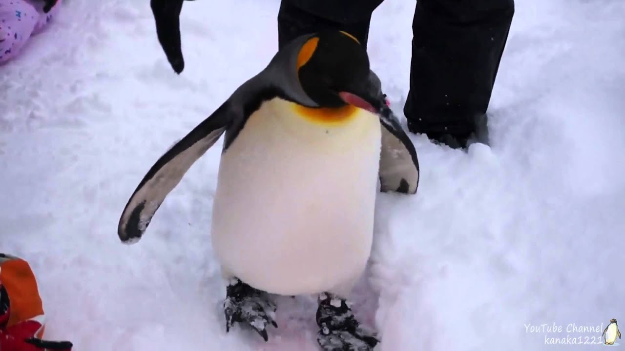 自分勝手な行動をするキングペンギン21番