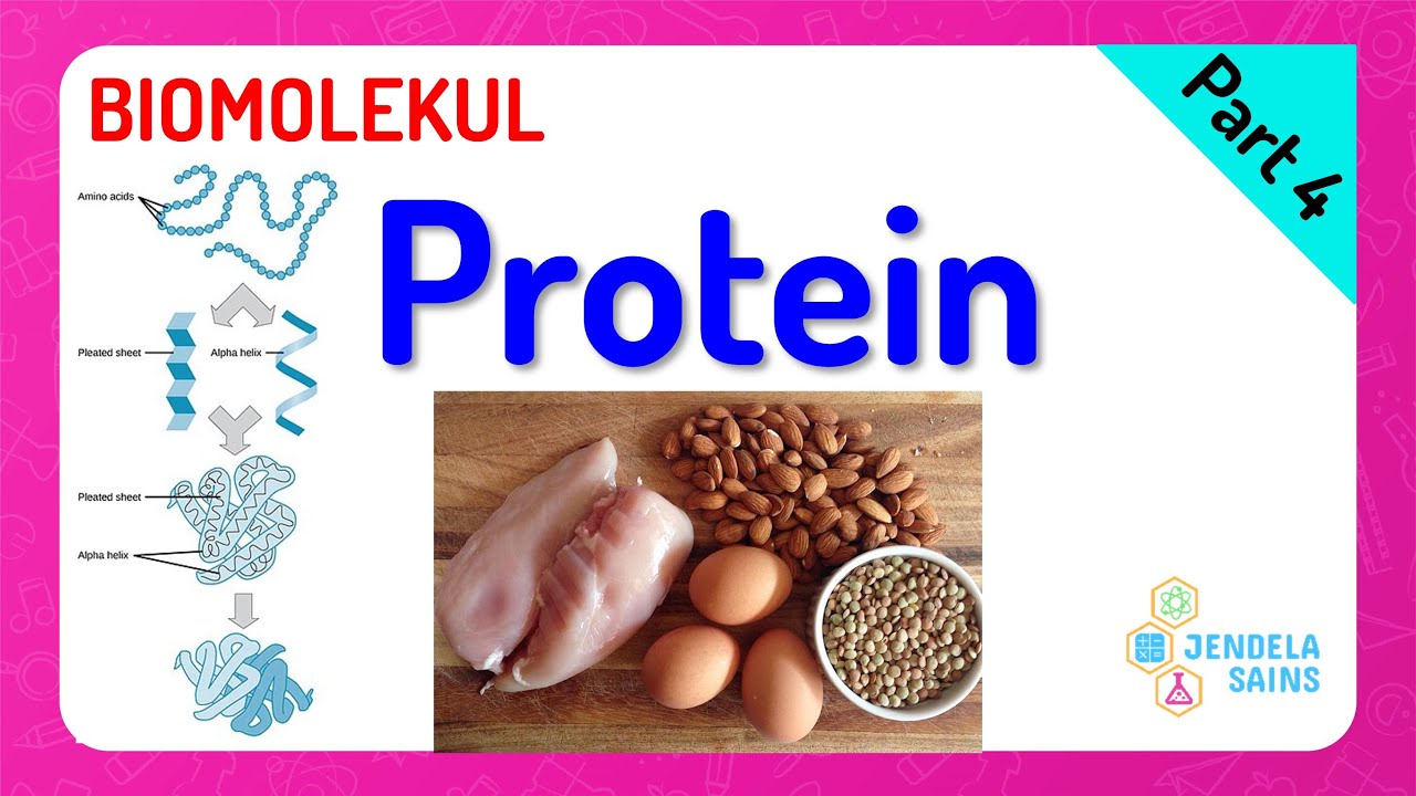 Biomolekul • Part 4: Protein