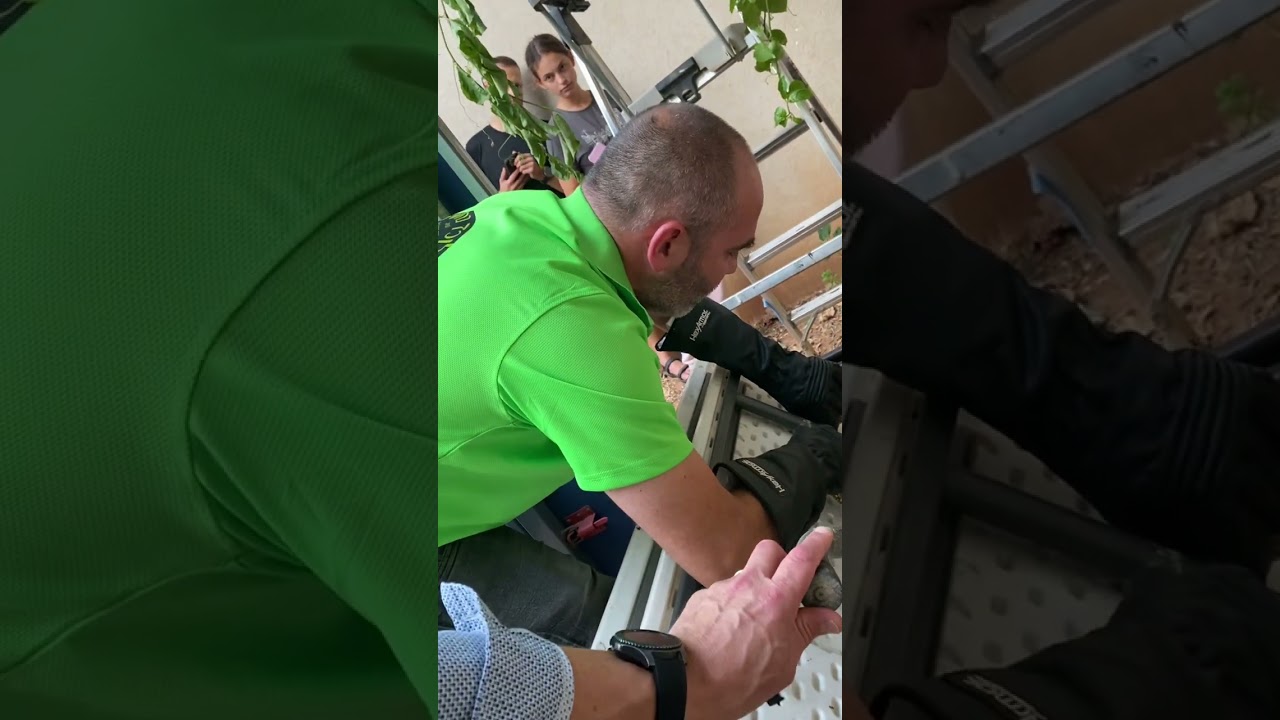 Getting a Palestinian viper out of our backyard