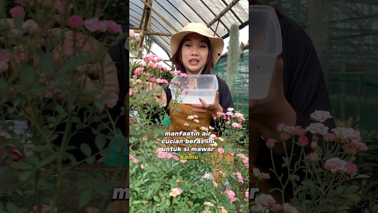 Manfaat air cucian beras untuk bunga mawar #tips #bunga #mawar #nutrisi #organik