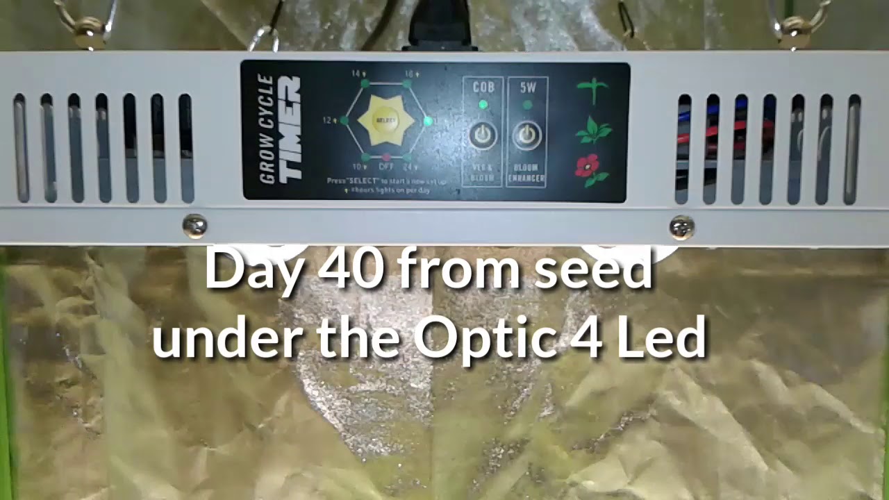 Optic 4 LED Week 3 of veg #OpticLEDGrowersCup
