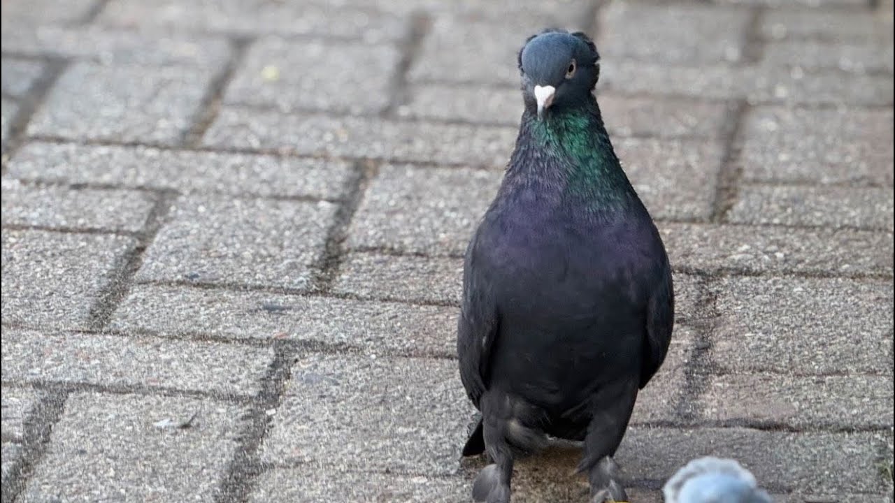 1 Haftada 6 Güvercini Kaybettik! Atmaca Saldırısı Sonrası Kümesin Son Durumu