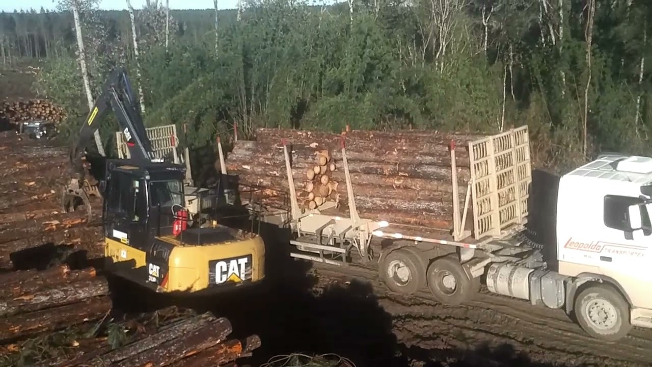 Carregamento de tora de pinus
