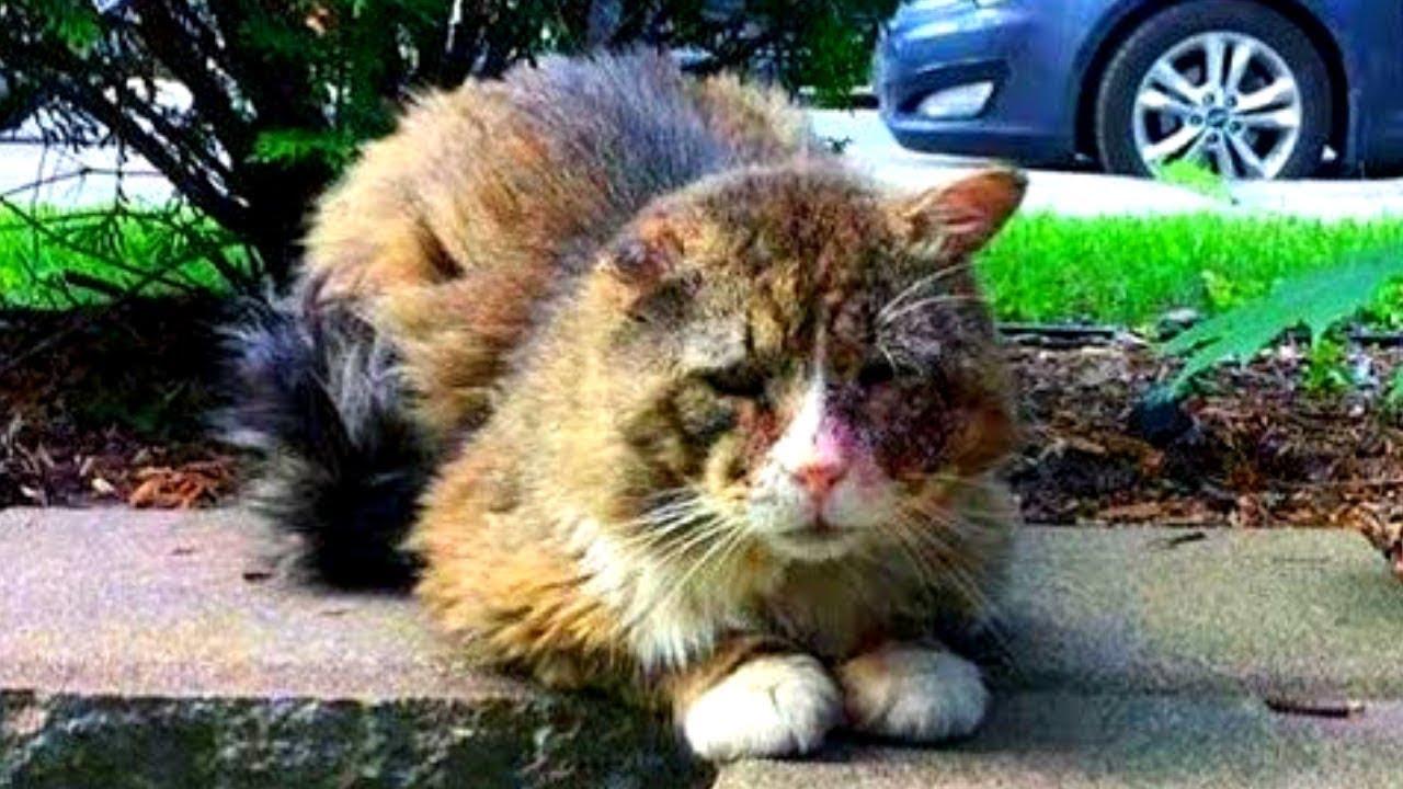 Ausgesetzte Katze findet Liebe und k&auml;mpft sich zur&uuml;ck ins Leben!