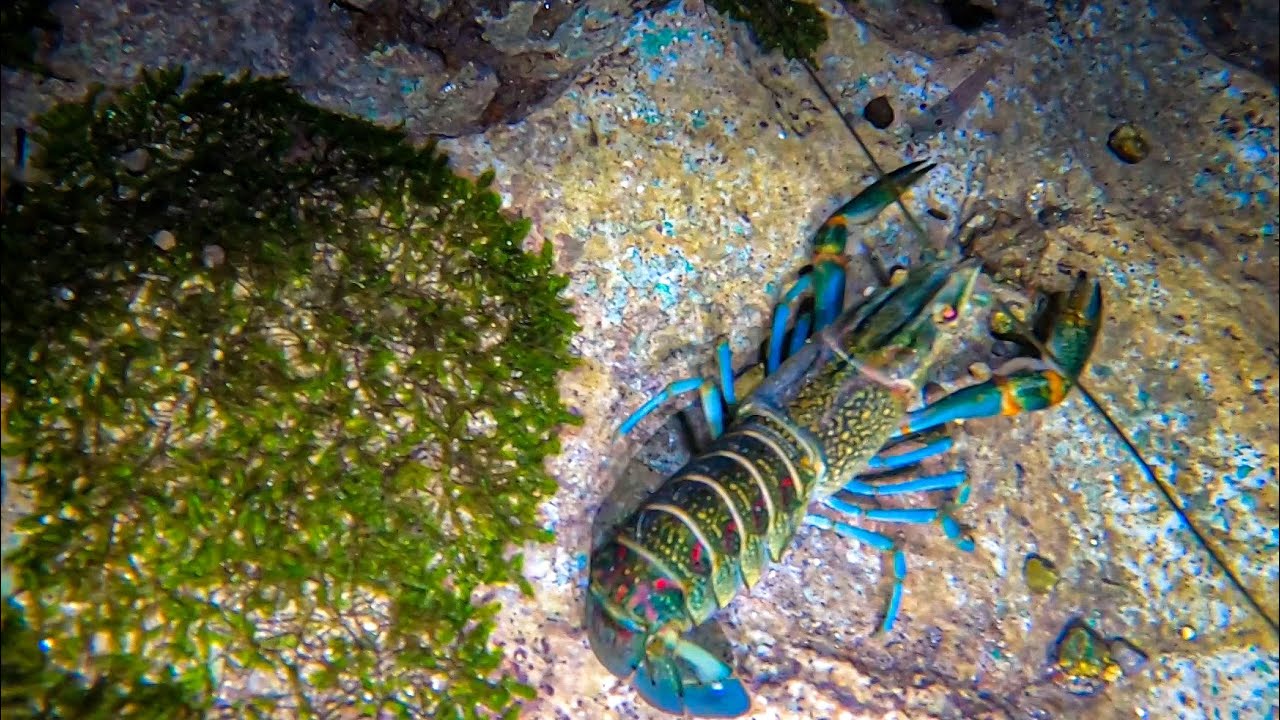Catch and Cook invasive CrawFish
