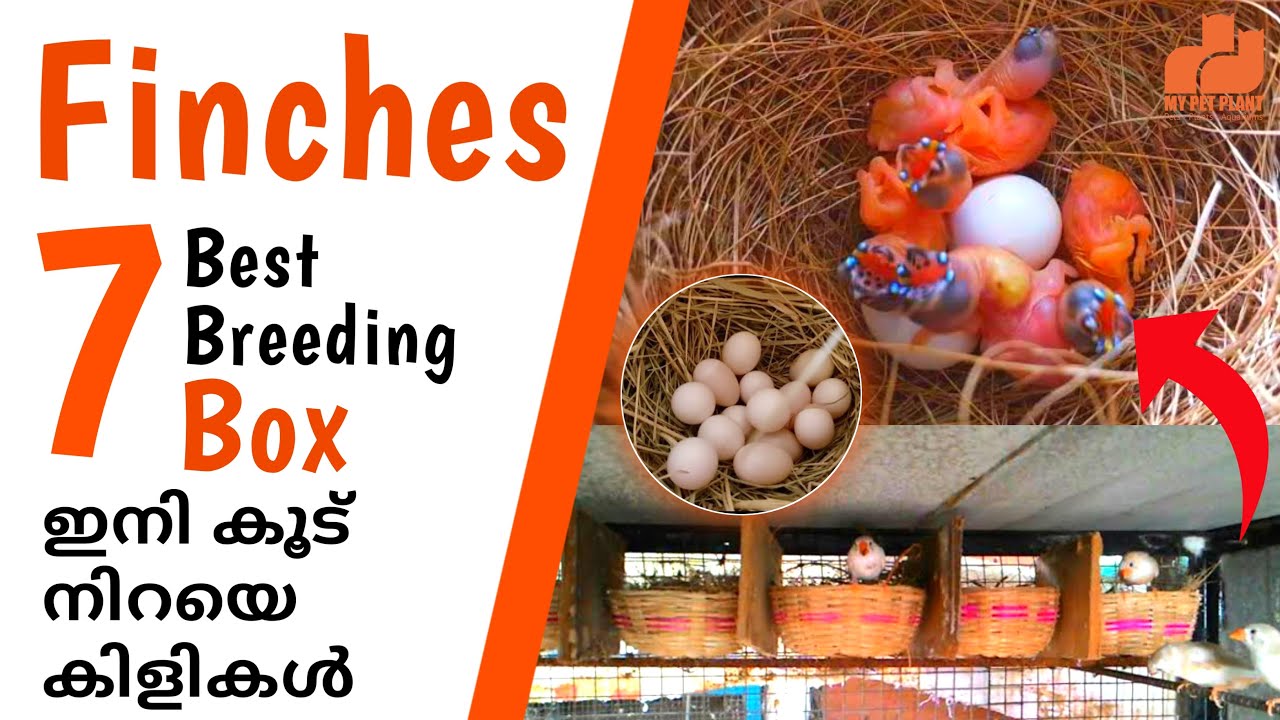 7 Best Finches Breeding Box | Finches Nest Box | Finches Birds in Malayalam | MY PET PLANT