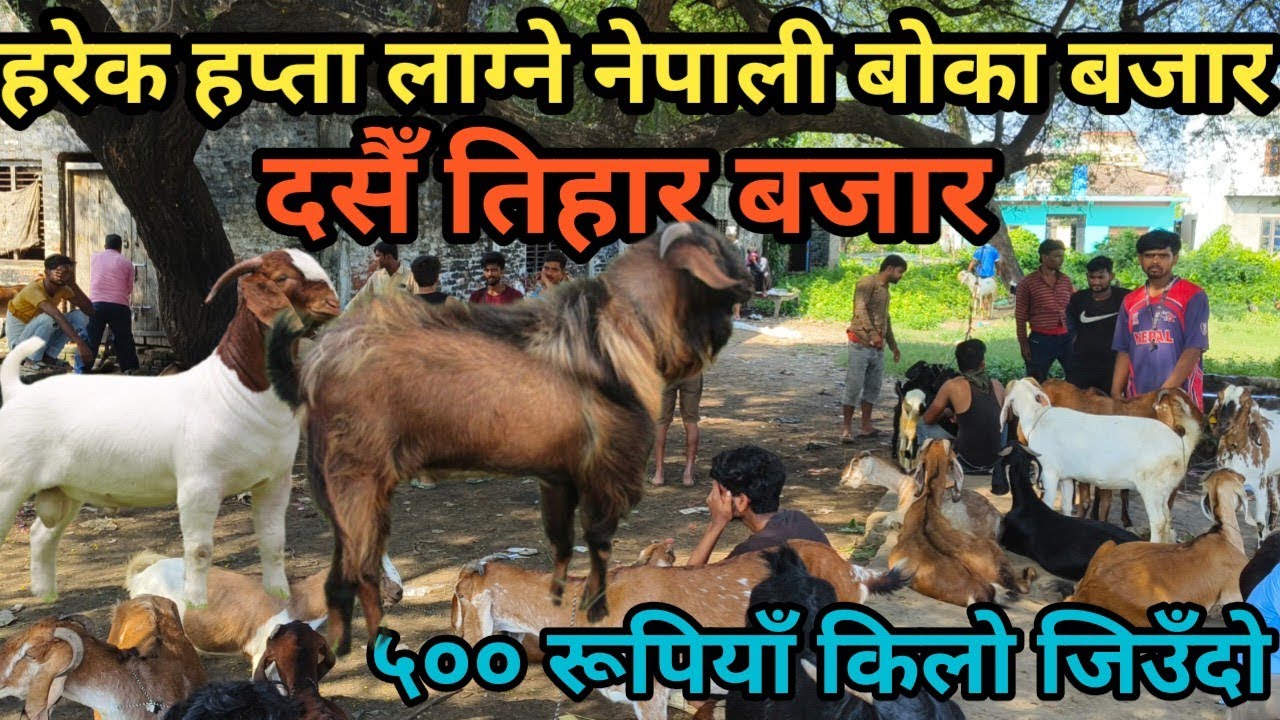 बोका, खसी र बाख्रा सँगै भेडा को एकदमै सस्तो बजार काे सबै जानकारी