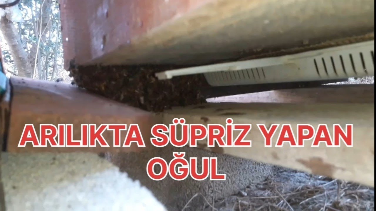 Ağustos ayında Küçük Oğul yada kovan terki #arıcılık