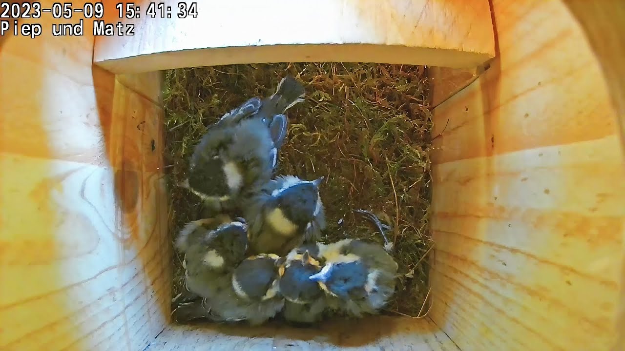 Kohlmeisen Nistkasten: Vom Nestbau bis zum Ausflug der Küken