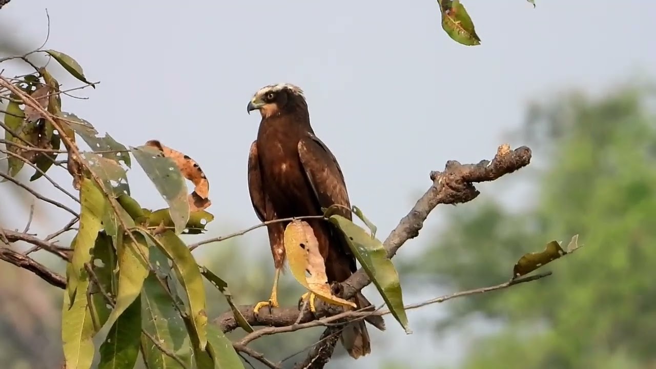Western marsh harrier,पाणघार, Boisar, Maharashtra, India