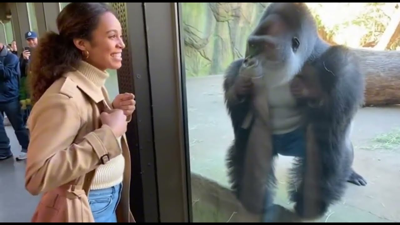 When the Gorilla Fell in Love Through the Glass 😂🐒 #gorilla #emotionalanimals #trending2026 #explore