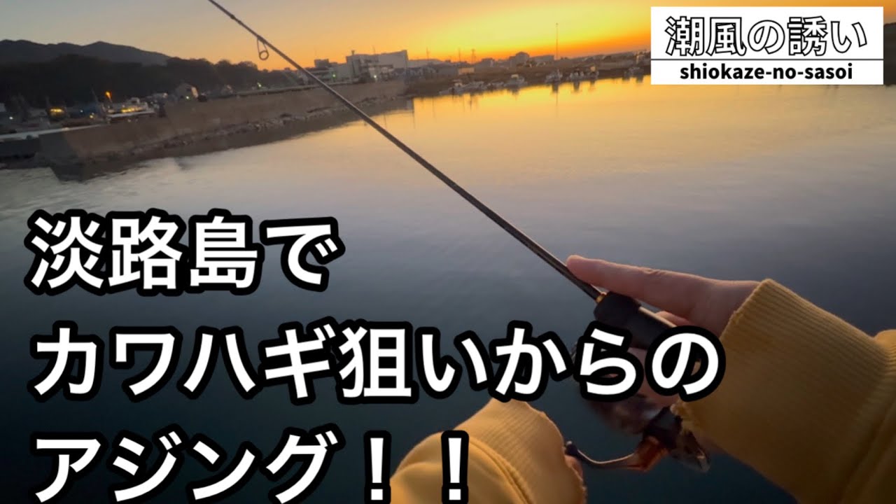 【淡路島】カワハギを狙ったら…😱夕まずめからのアジングが楽しい！