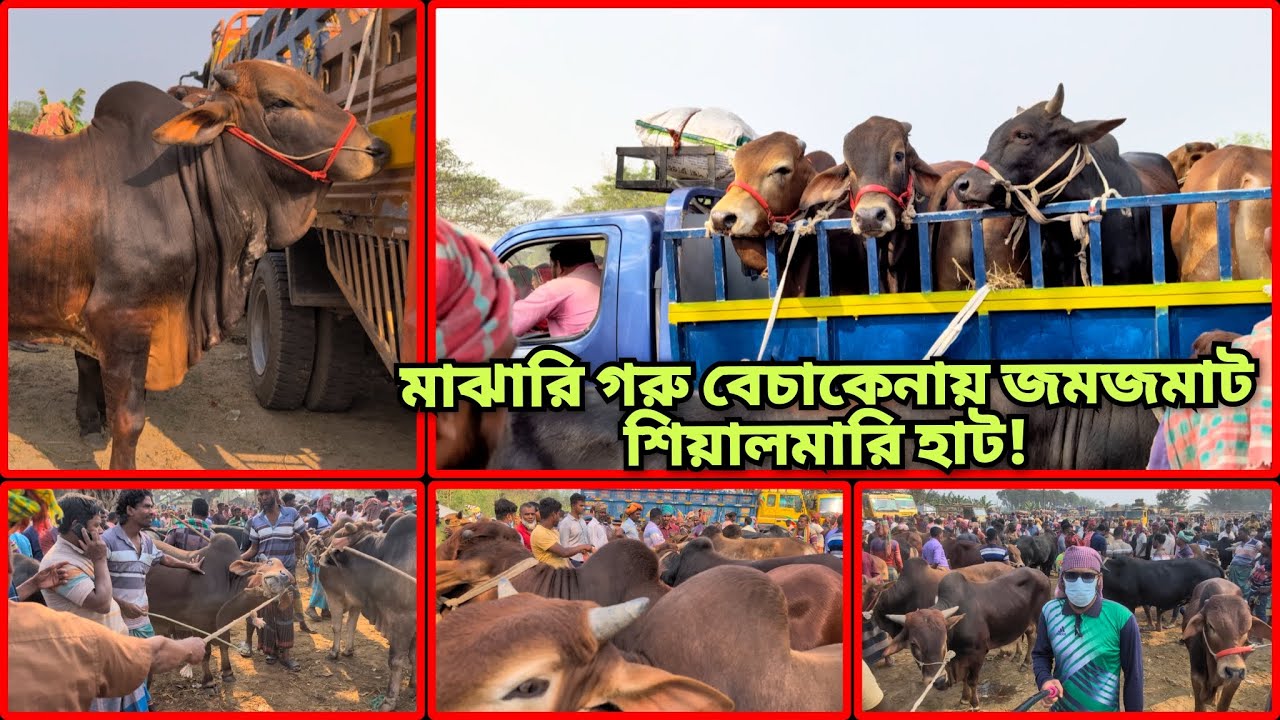 মাঝারি গরুর দখলে শিয়ালমারি হাট: আমদানিও বেশি, বিক্রিও দেদারছে! #ramadan2026 #livestock #animallover