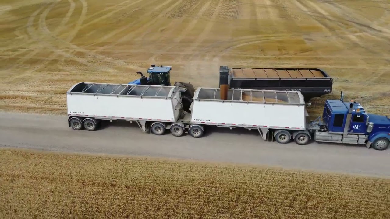 Wheat Harvest 2025