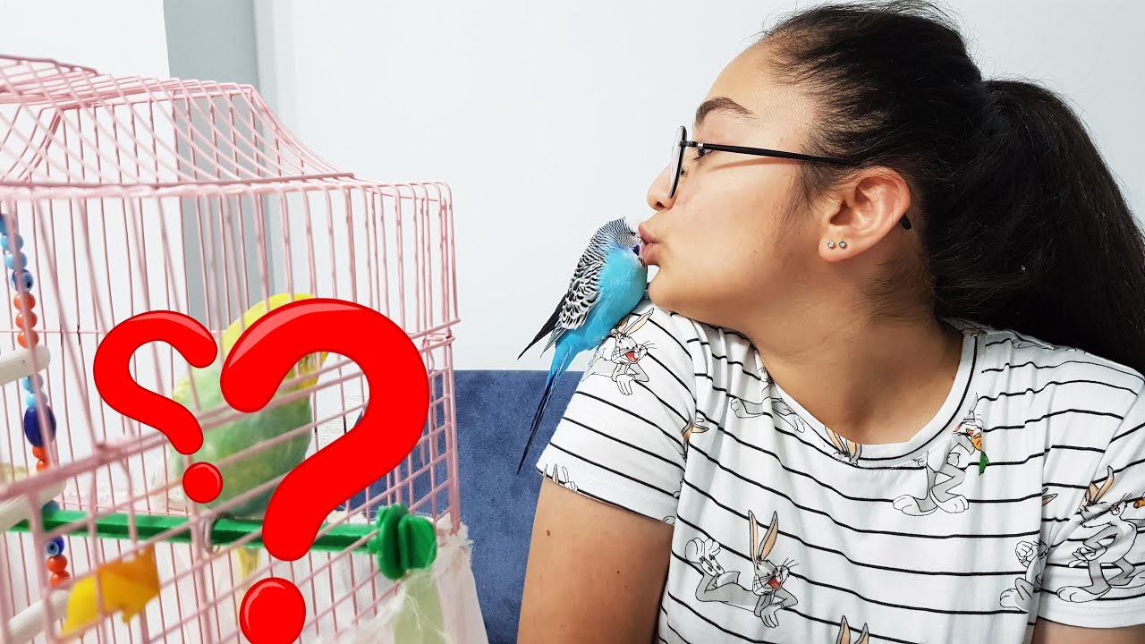 PAŞANIN MİSAFİRİ VAR SÜTLAÇ HANIM