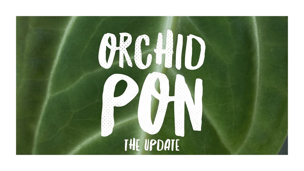 7 Week Update - HOW ARE MY PLANTS DOING IN ORCHID PON?