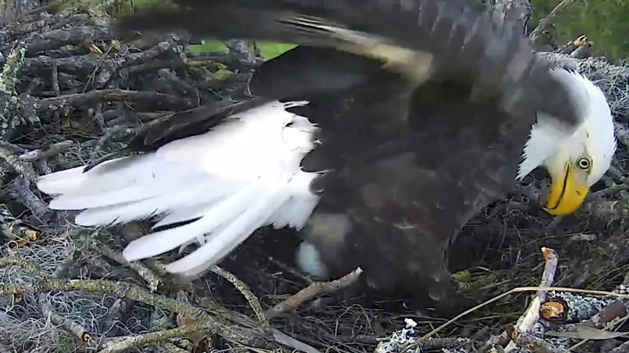 AEFN NEFL Eagles~Gabby is laying her first egg❤️ Congrats!~5:18 PM 2021/12/17
