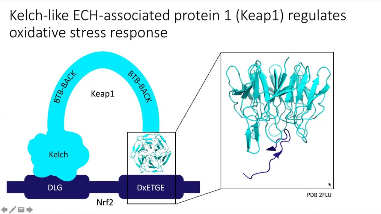 Structural Characterization of the Covalent Binding of Keap1 and Thiol-containing Small Molecules