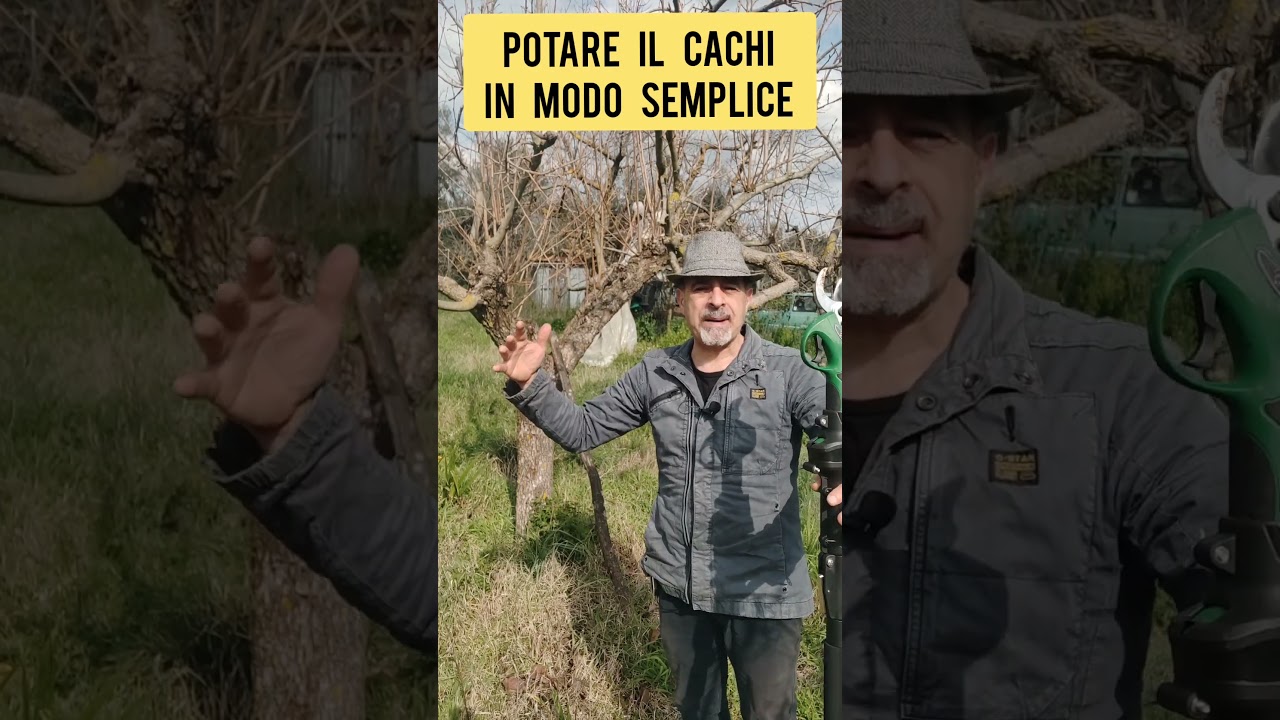 Potare il cachi in modo semplice, le potature sono due, una in inverno ed una in estate.