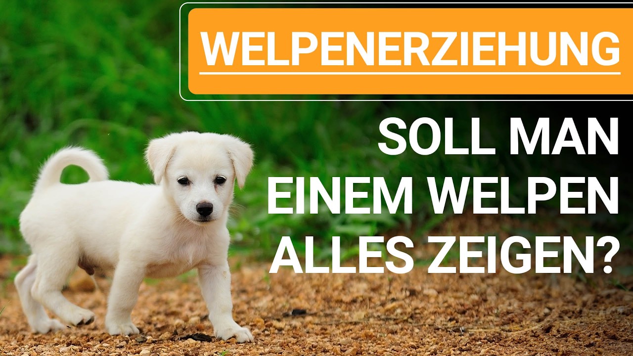 🐕🐶 WELPENERZIEHUNG TIPPS ➡️ Soll man einem WELPEN ALLES zeigen? ➡️ 🐕🐶✔️