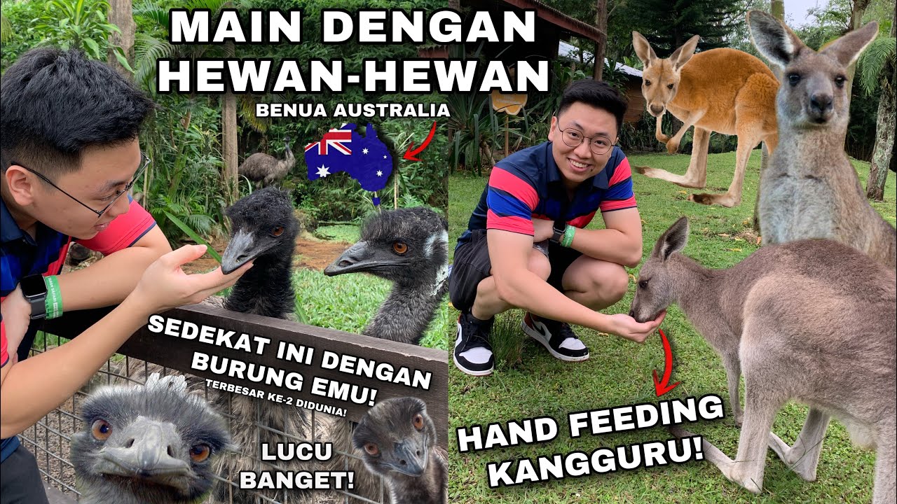 TERNYATA JINAK! BISA SEDEKAT INI DENGAN KANGGURU DAN BURUNG TERBESAR DI DUNIA!