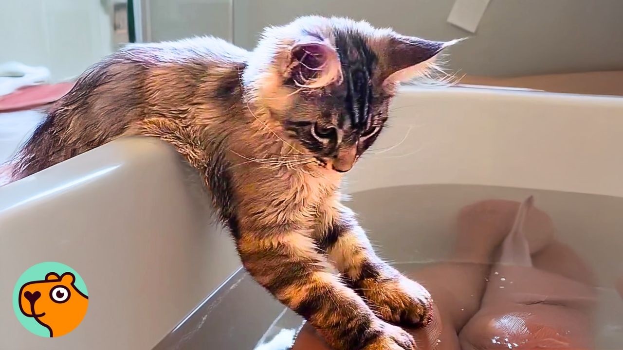 Maine Coone Obsessed With Water Won't Let Anyone Bathe In Peace | Cuddle Buddies