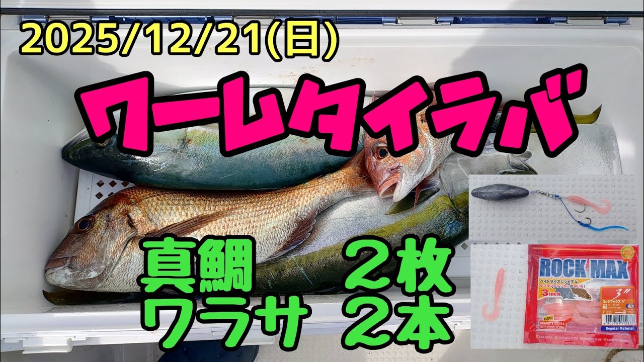 【ワームタイラバ】シケの中の釣行！！ 真鯛2枚とワラサ2本！！