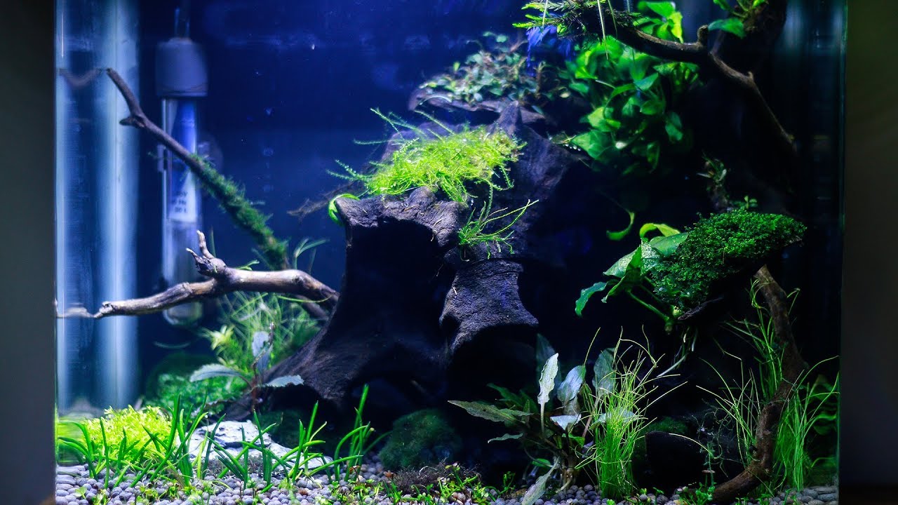 Nano Aquascape - Low Light Betta Planted Aquarium | Electra Snow